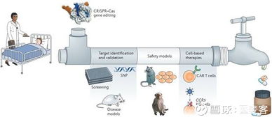 基因编辑上市公司首次公布基于CRISPR开发的同种异体CAR-T临床前研究结果